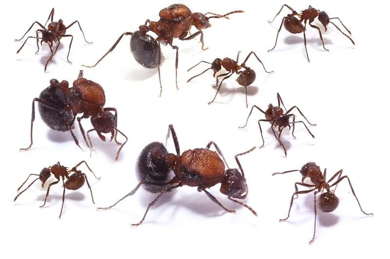 🇨🇳Myrmicaria brunnea