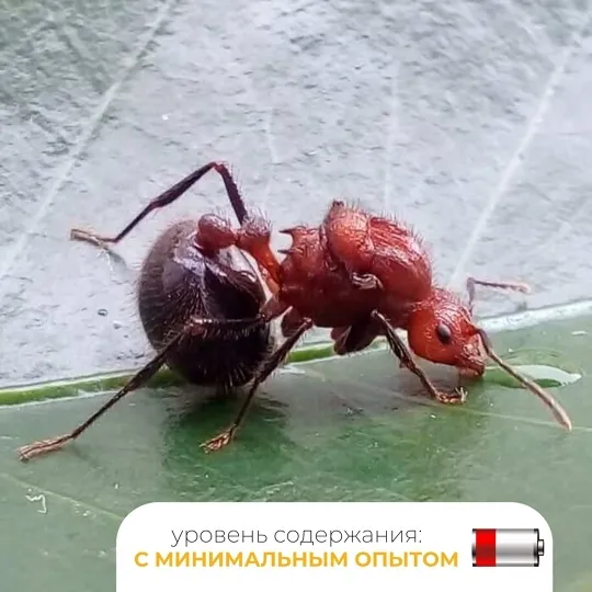 🇨🇳Myrmicaria brunnea