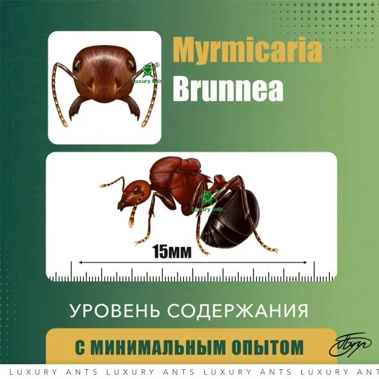 🇨🇳Myrmicaria brunnea