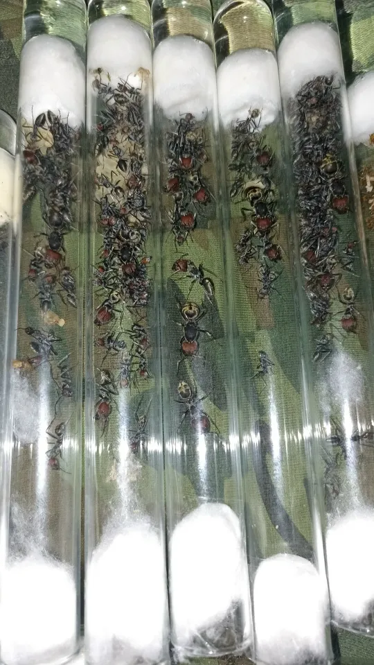🇹🇭Camponotus singularis