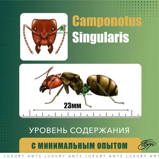 🇹🇭Camponotus singularis