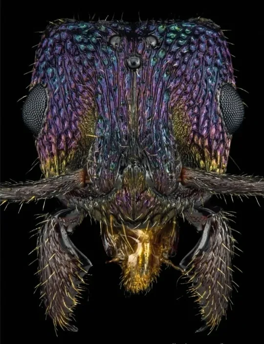 Rhytidoponera metallica