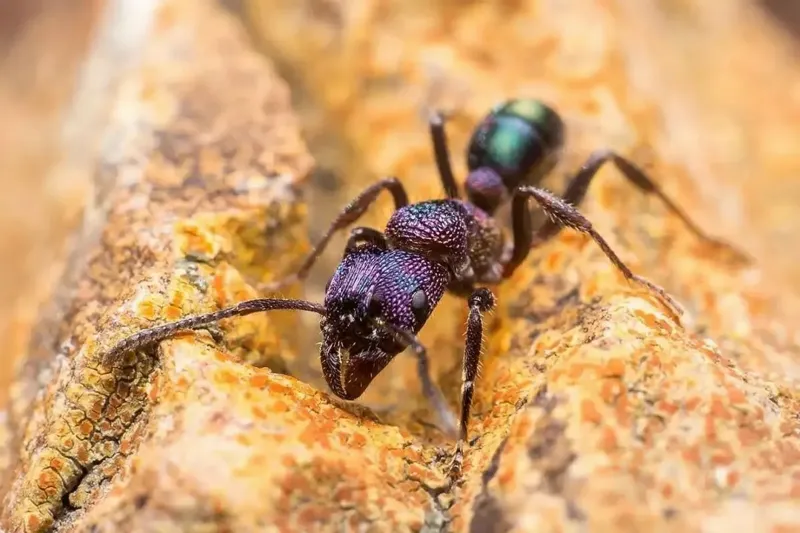 Rhytidoponera metallica