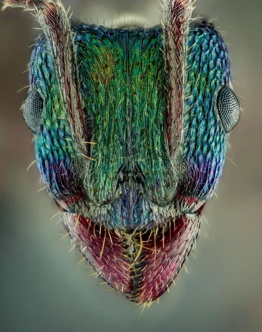 Rhytidoponera metallica