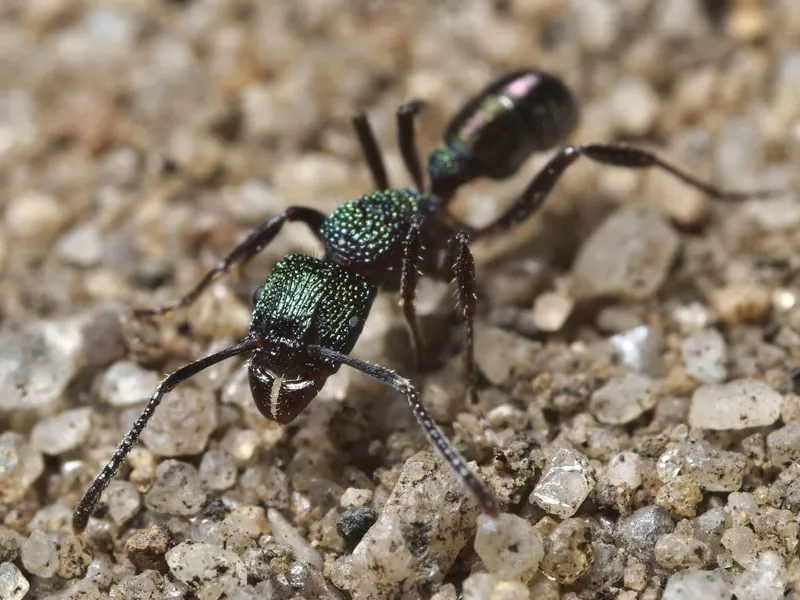 Rhytidoponera metallica