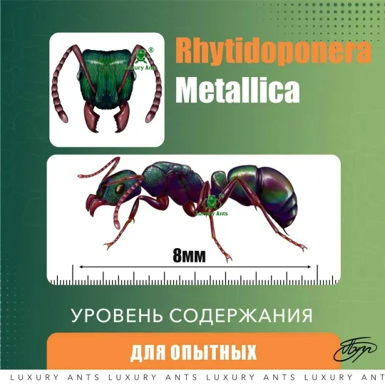 Rhytidoponera metallica