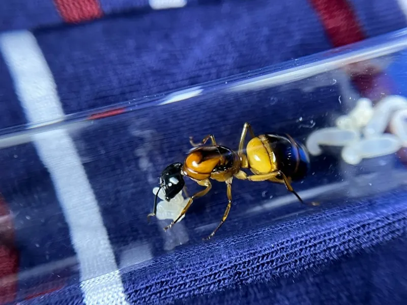Camponotus consobrinus