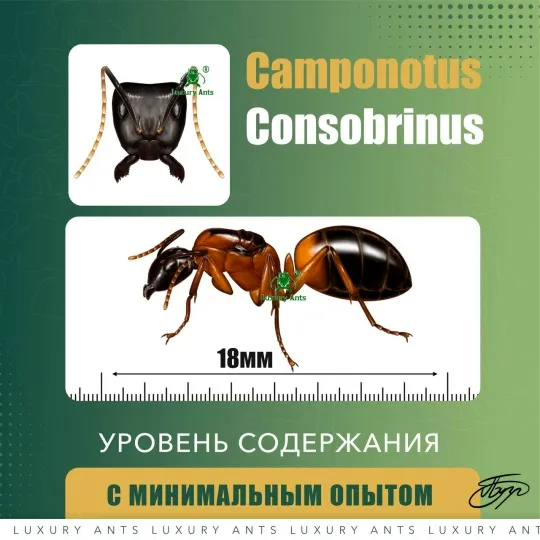 Camponotus consobrinus