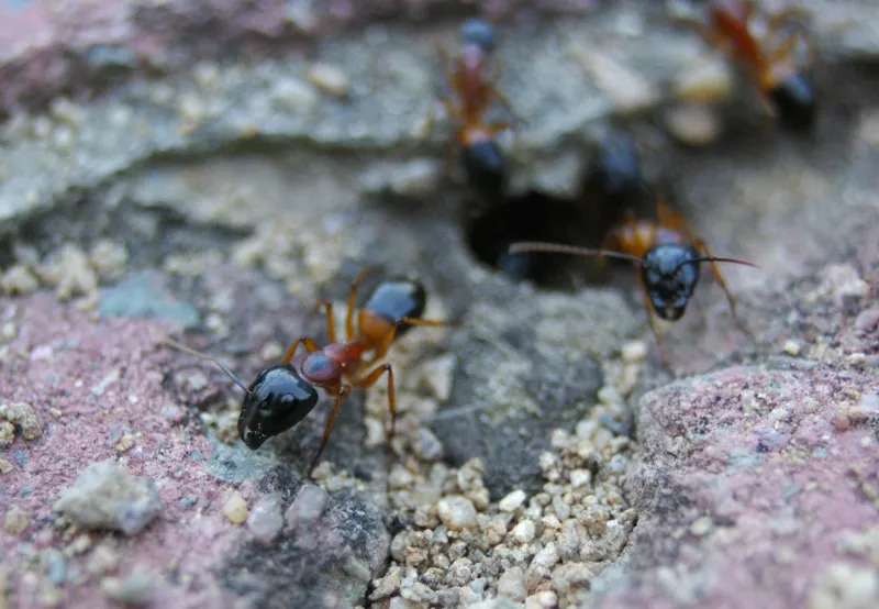 Camponotus consobrinus