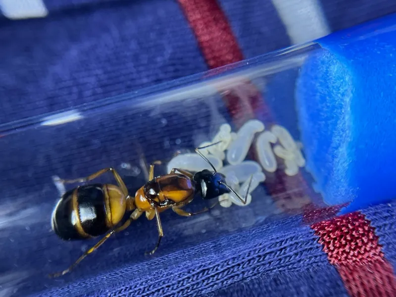 Camponotus consobrinus