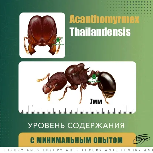 🇹🇭Acanthomyrmex cf. thailandensis