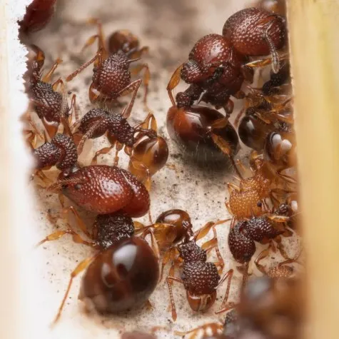 🇹🇭Acanthomyrmex cf. thailandensis