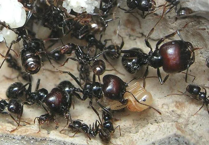 🇪🇸Messor barbarus