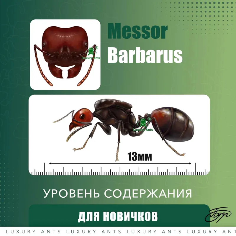 🇪🇸Messor barbarus