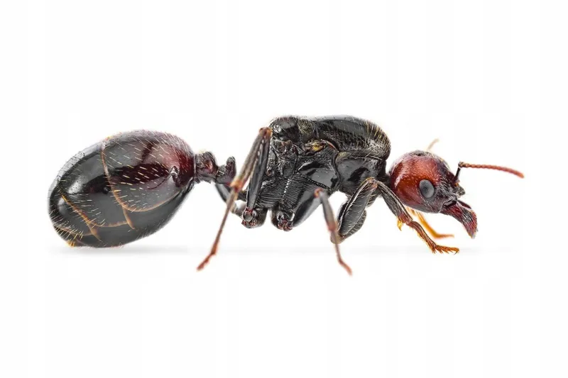 🇪🇸Messor barbarus