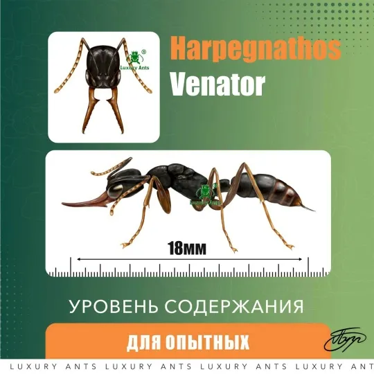Harpegnathos venator