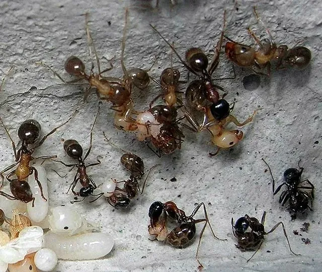 🇷🇺Messor denticulatus