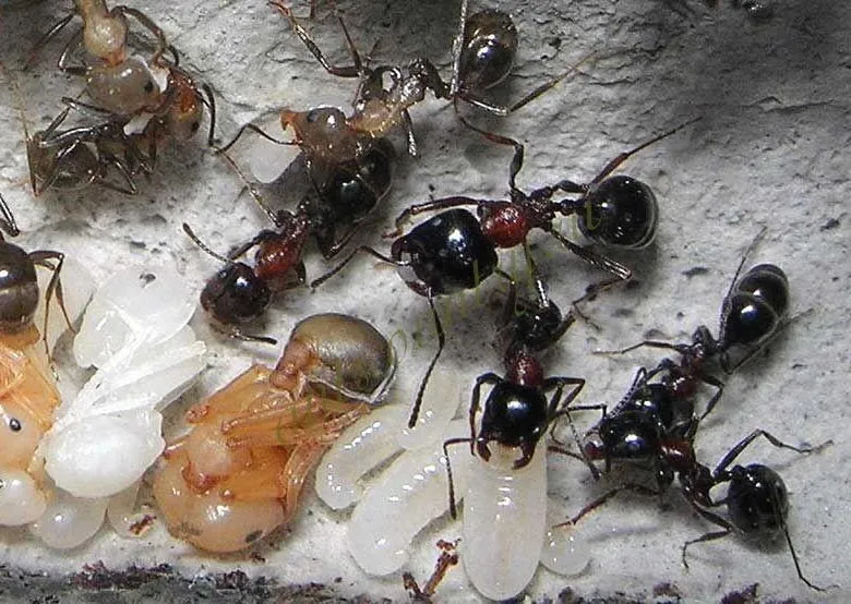 🇷🇺Messor denticulatus