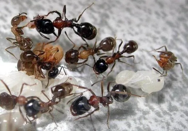 🇷🇺Messor denticulatus