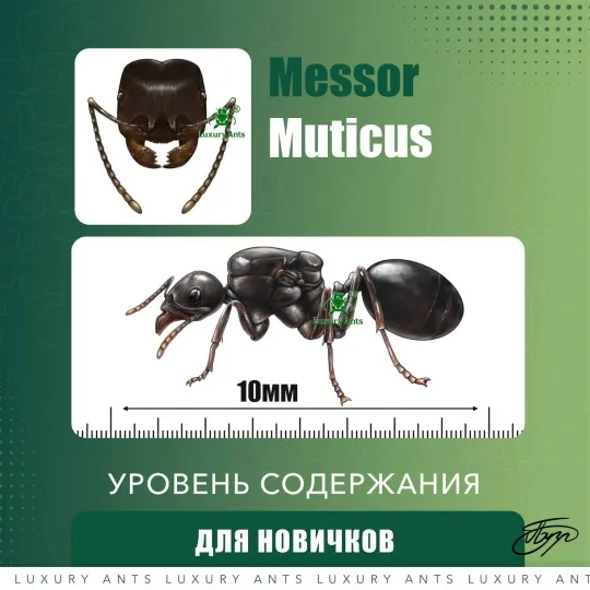 🇷🇺Муравьи для новичков Messor structor