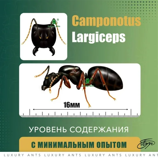 Camponotus largiceps