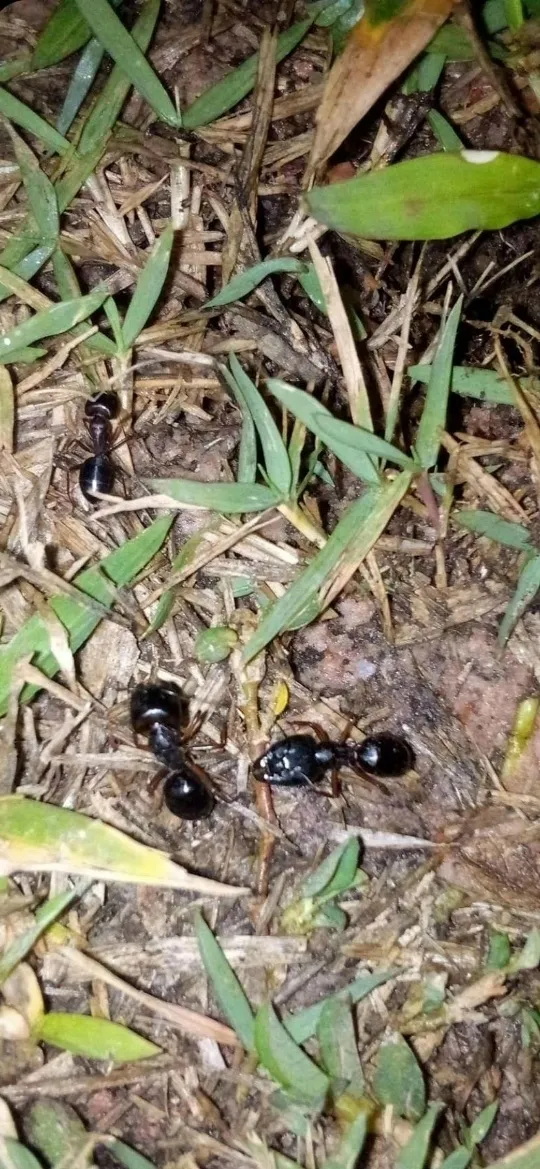 Camponotus largiceps