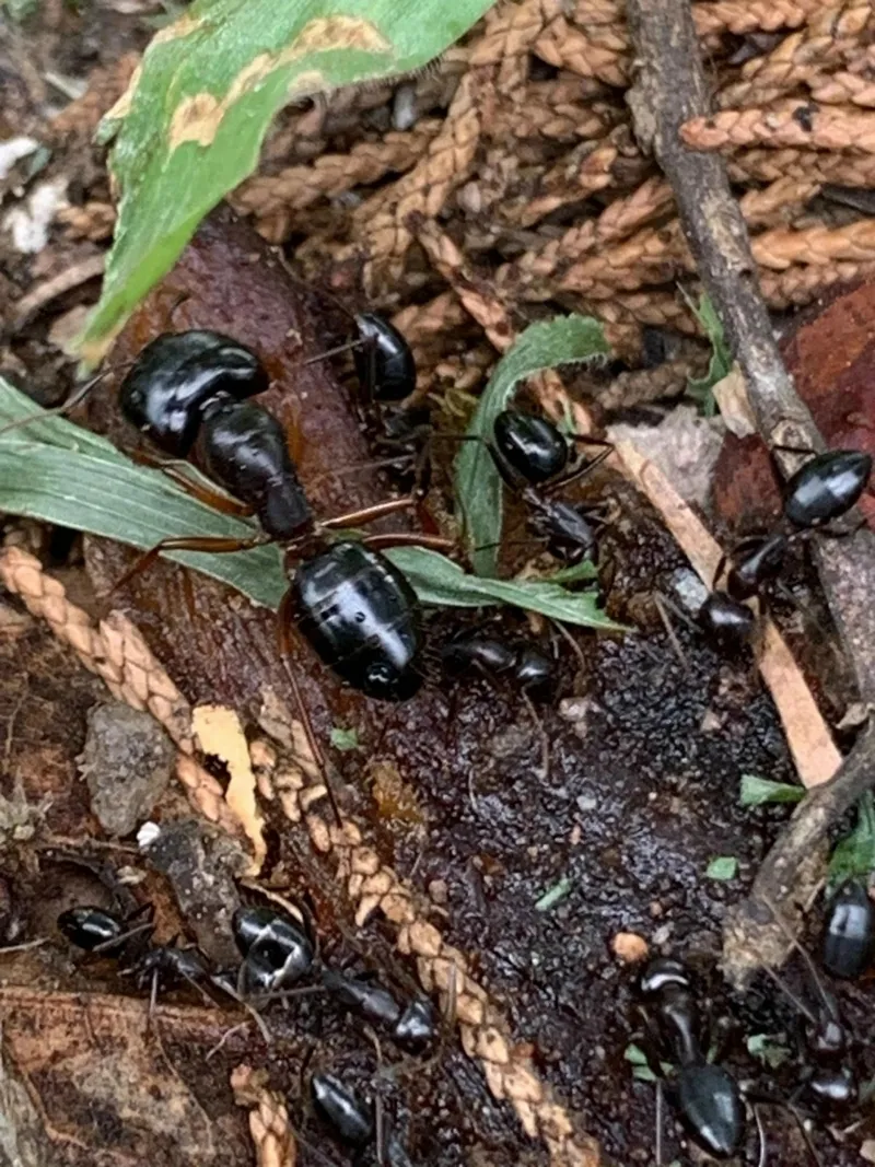 Camponotus largiceps