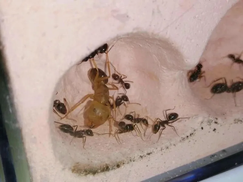 Camponotus largiceps