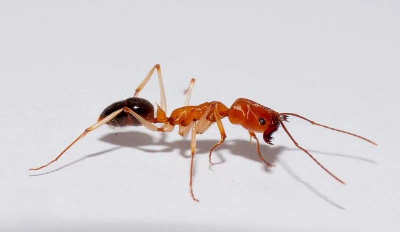 🇨🇺Odontomachus insularis