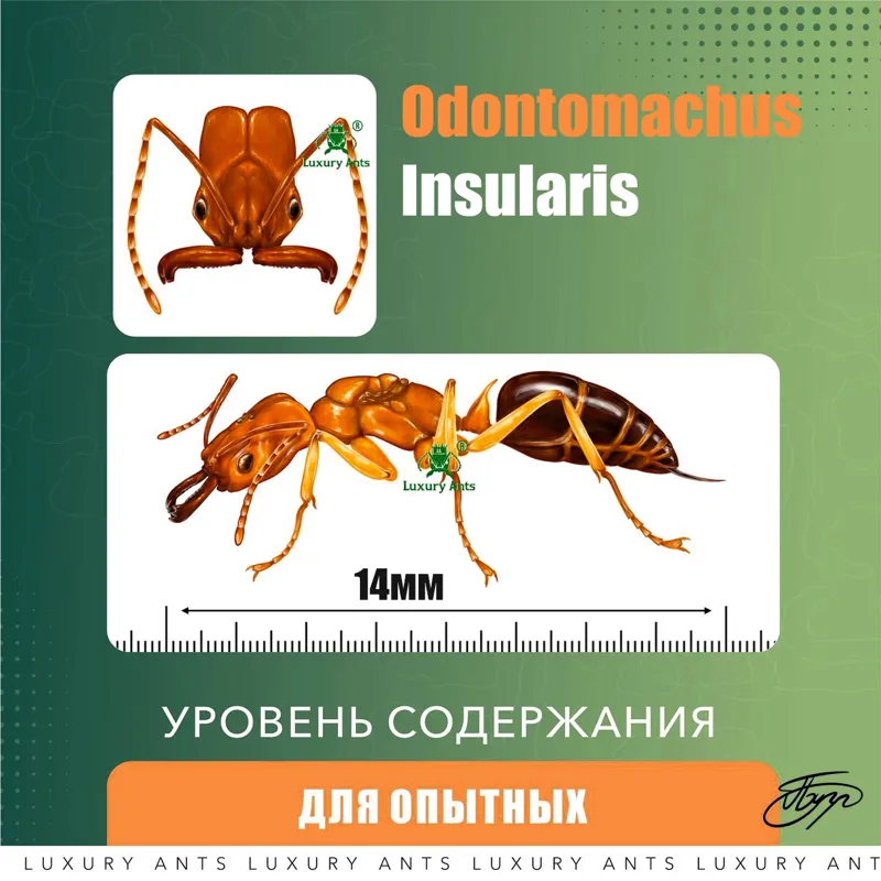 🇨🇺Odontomachus insularis