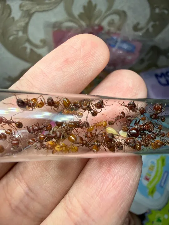 🇺🇸Pogonomyrmex barbatus