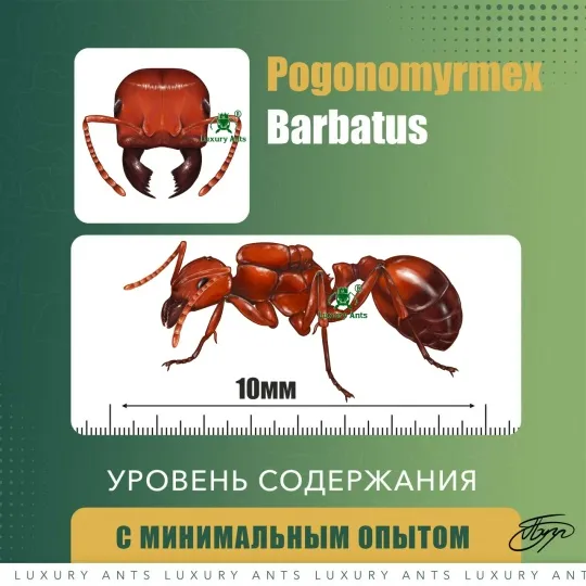 🇺🇸Pogonomyrmex barbatus
