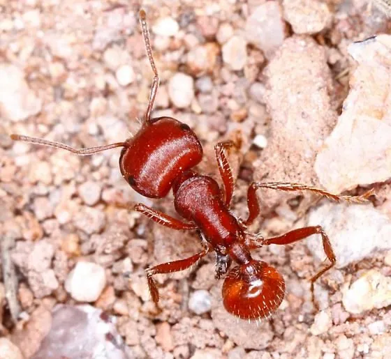 🇺🇸Pogonomyrmex barbatus