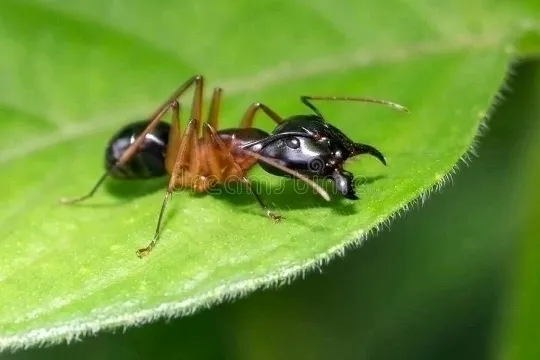 🇹🇭Camponotus festinus festinus