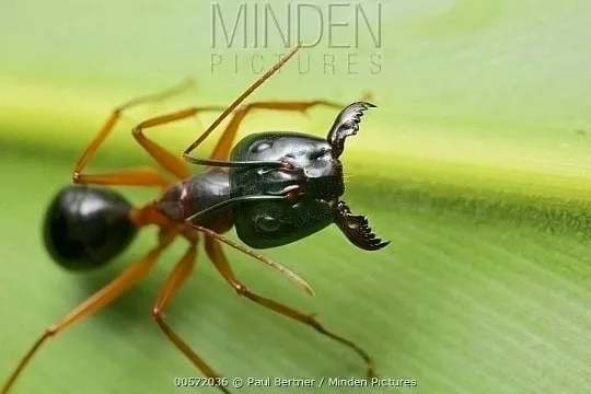 🇹🇭Camponotus festinus festinus