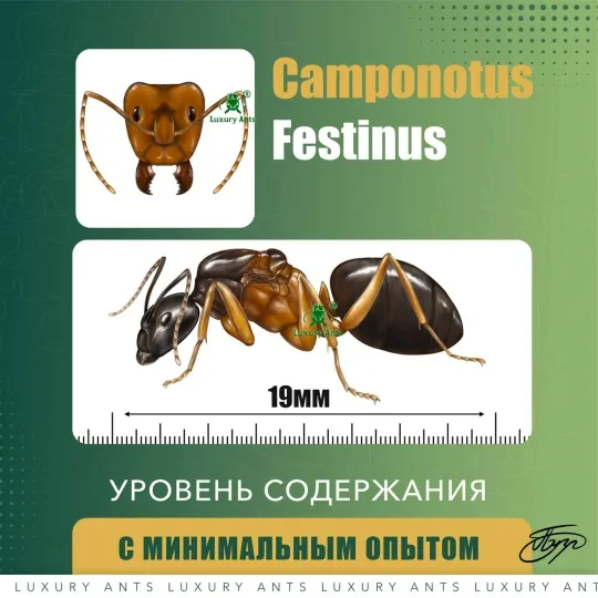 🇹🇭Camponotus festinus festinus