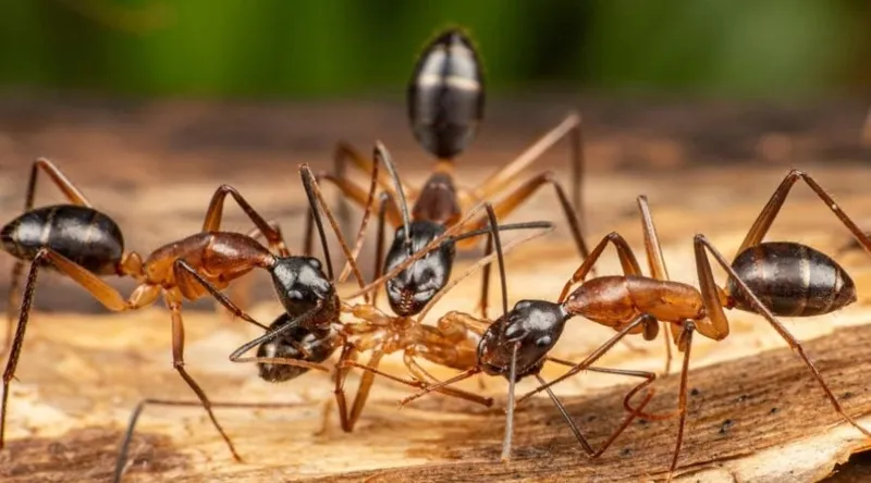 🇹🇭Camponotus festinus festinus