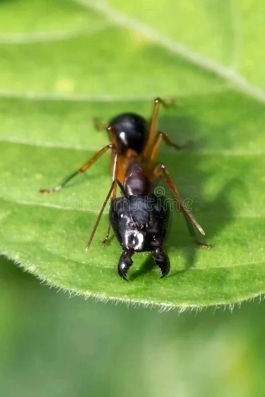 🇹🇭Camponotus festinus festinus