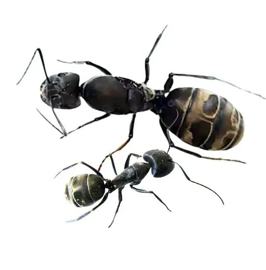 🇨🇳Camponotus parius