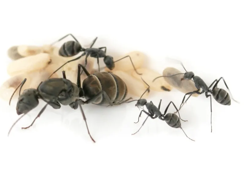🇨🇳Camponotus parius