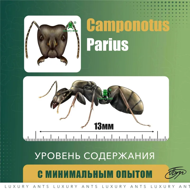 🇨🇳Camponotus parius