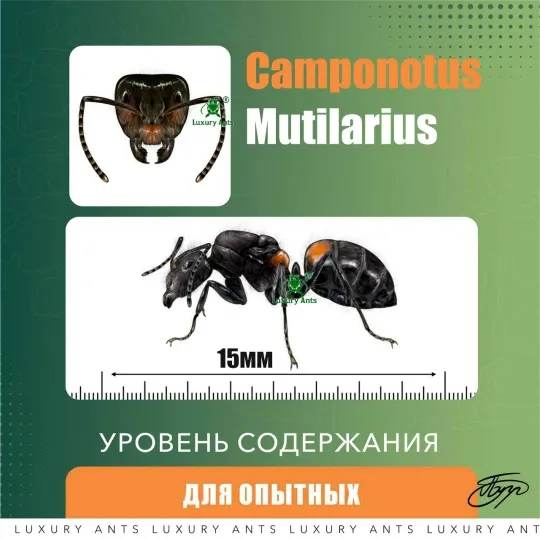 🇹🇭Camponotus mutilarius