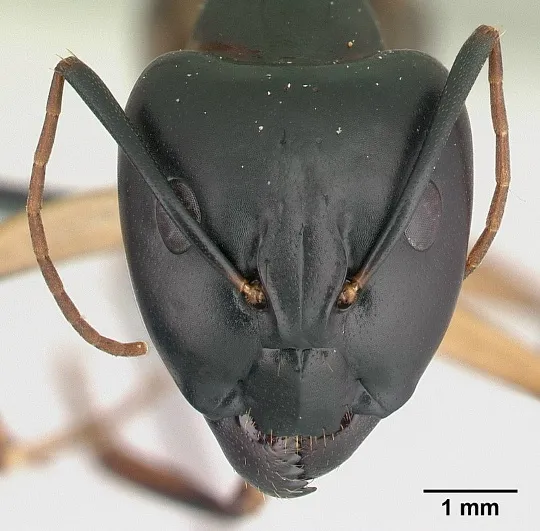 🇿🇦Camponotus maculatus