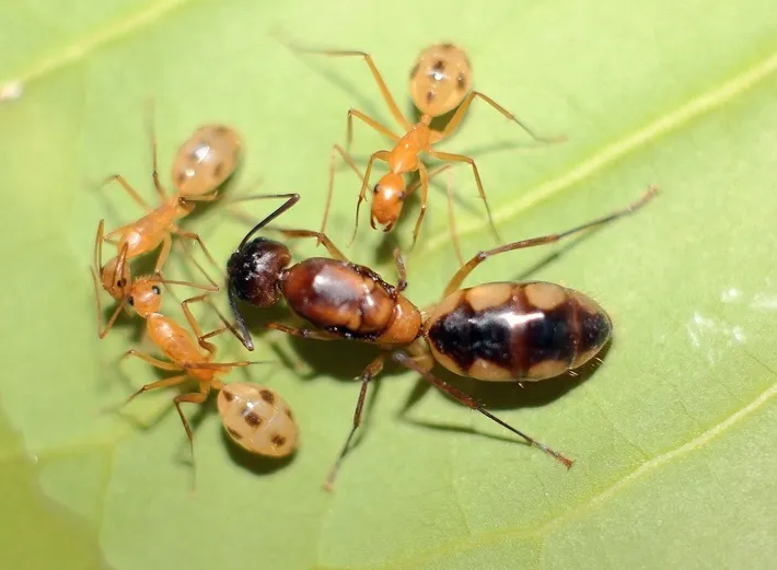 🇿🇦Camponotus maculatus