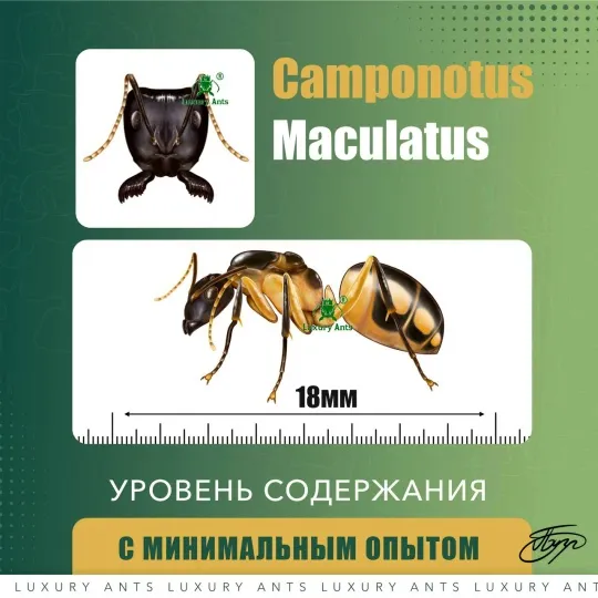 🇿🇦Camponotus maculatus